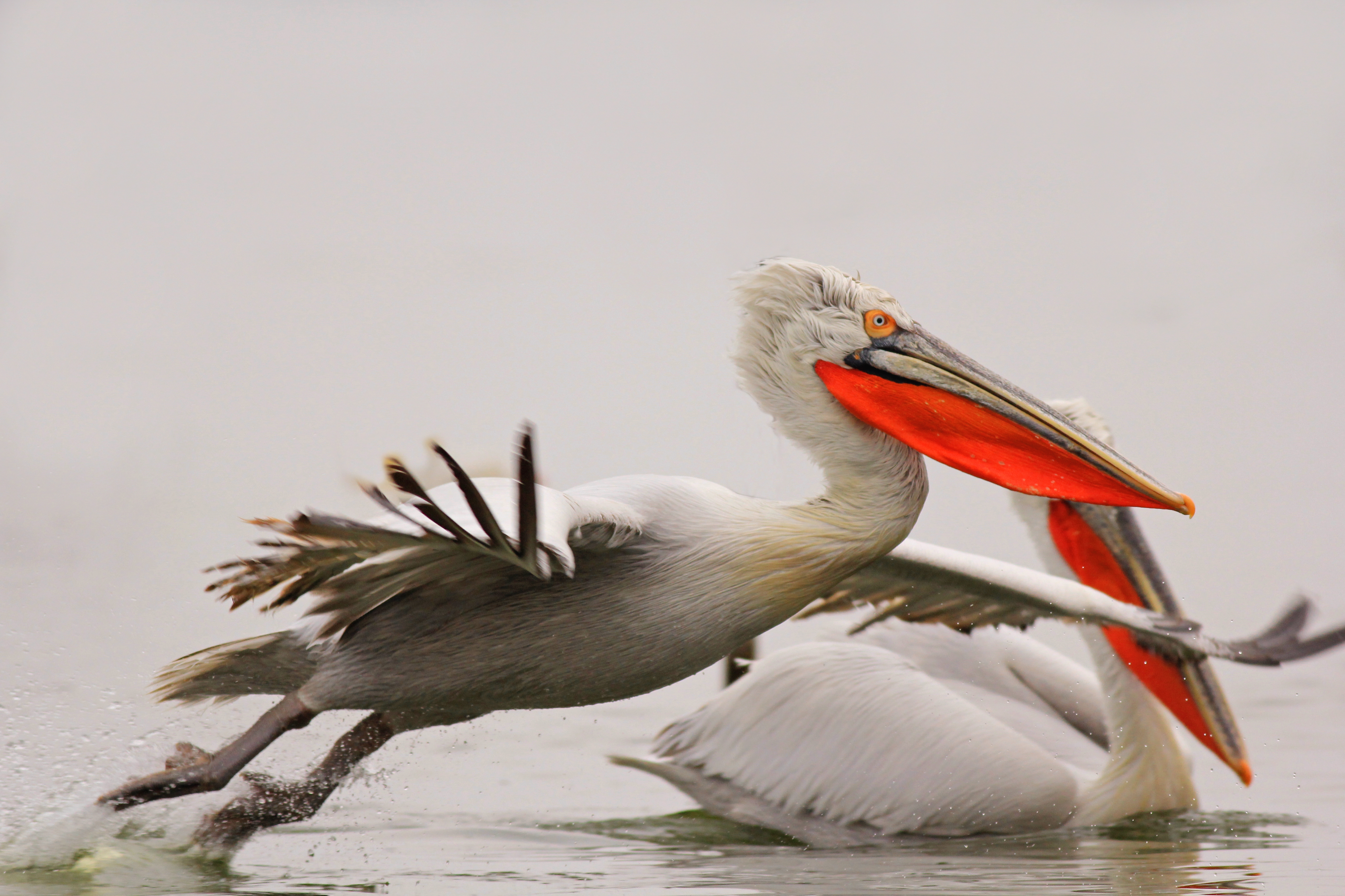 Къдроглав пеликан <em>(Pelecanus crispus)</em>