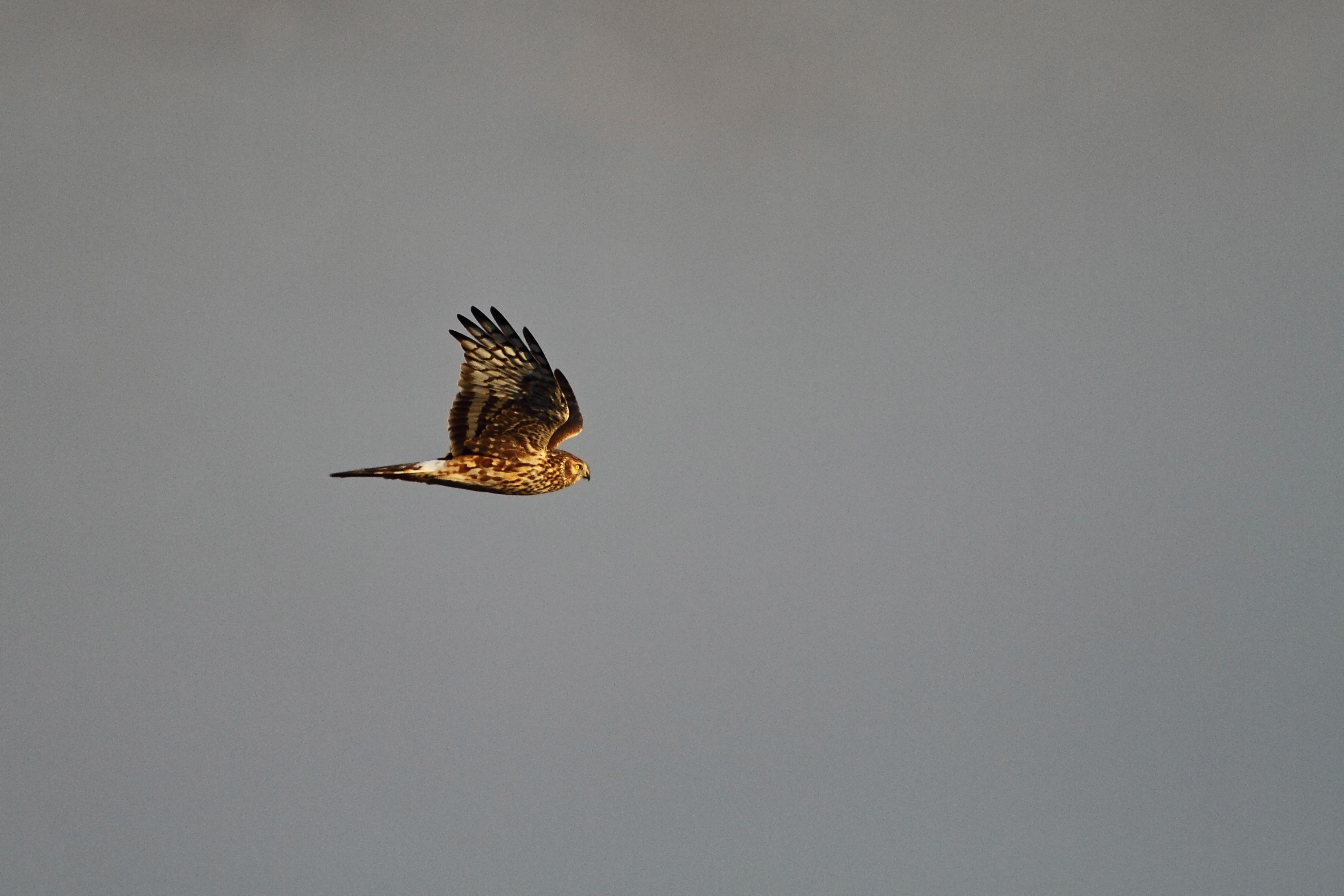 Полски блатар <em>(Circus cyaneus)</em>