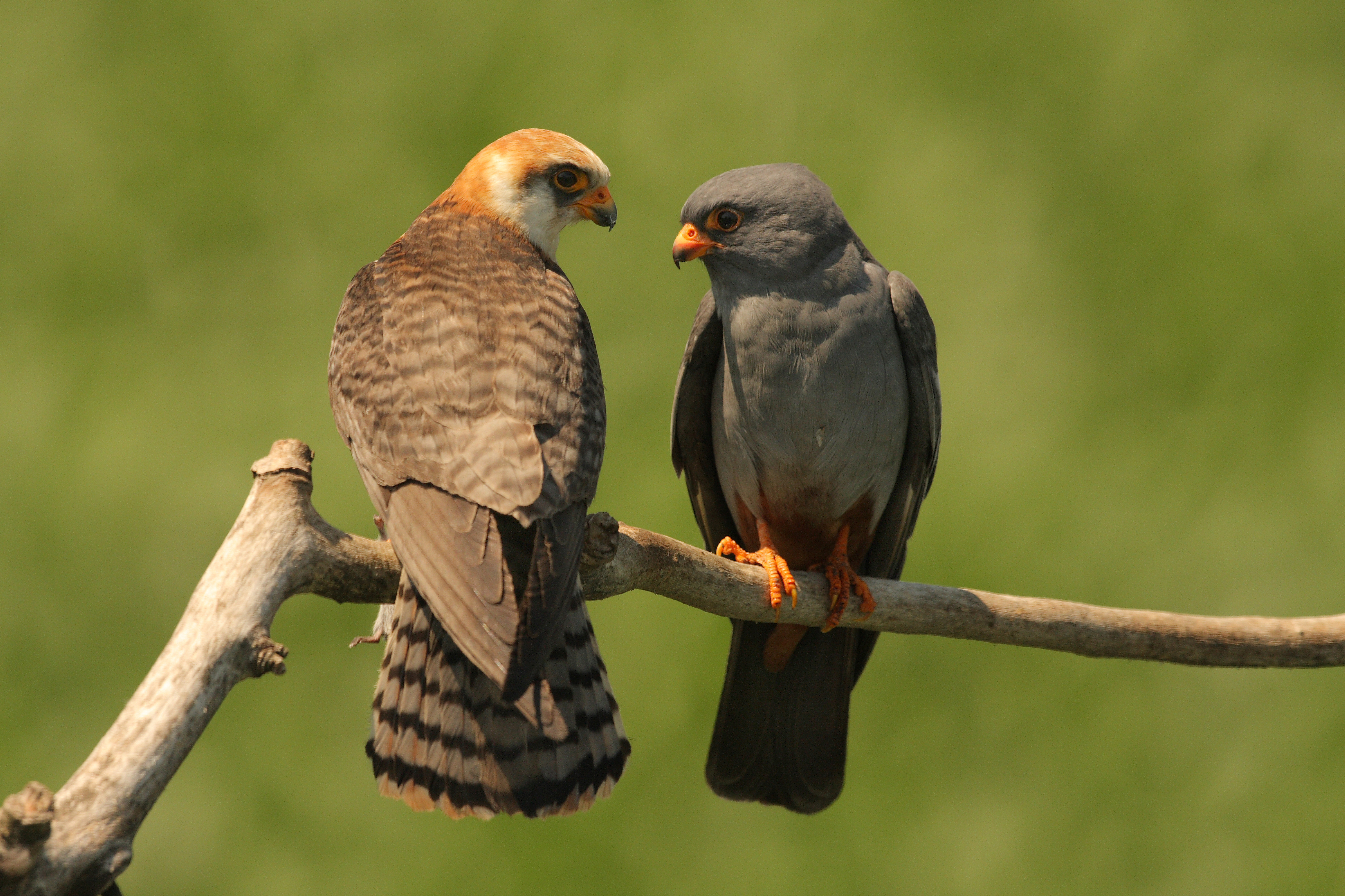 Червенонога (вечерна) ветрушка <em>(Falco vespertinus)</em>