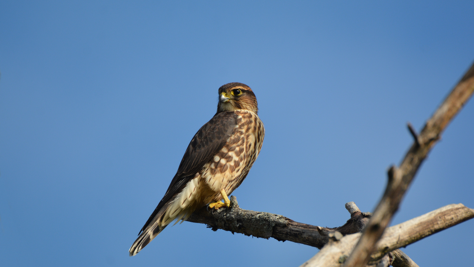 Малък сокол <em>(Falco columbarius)</em>