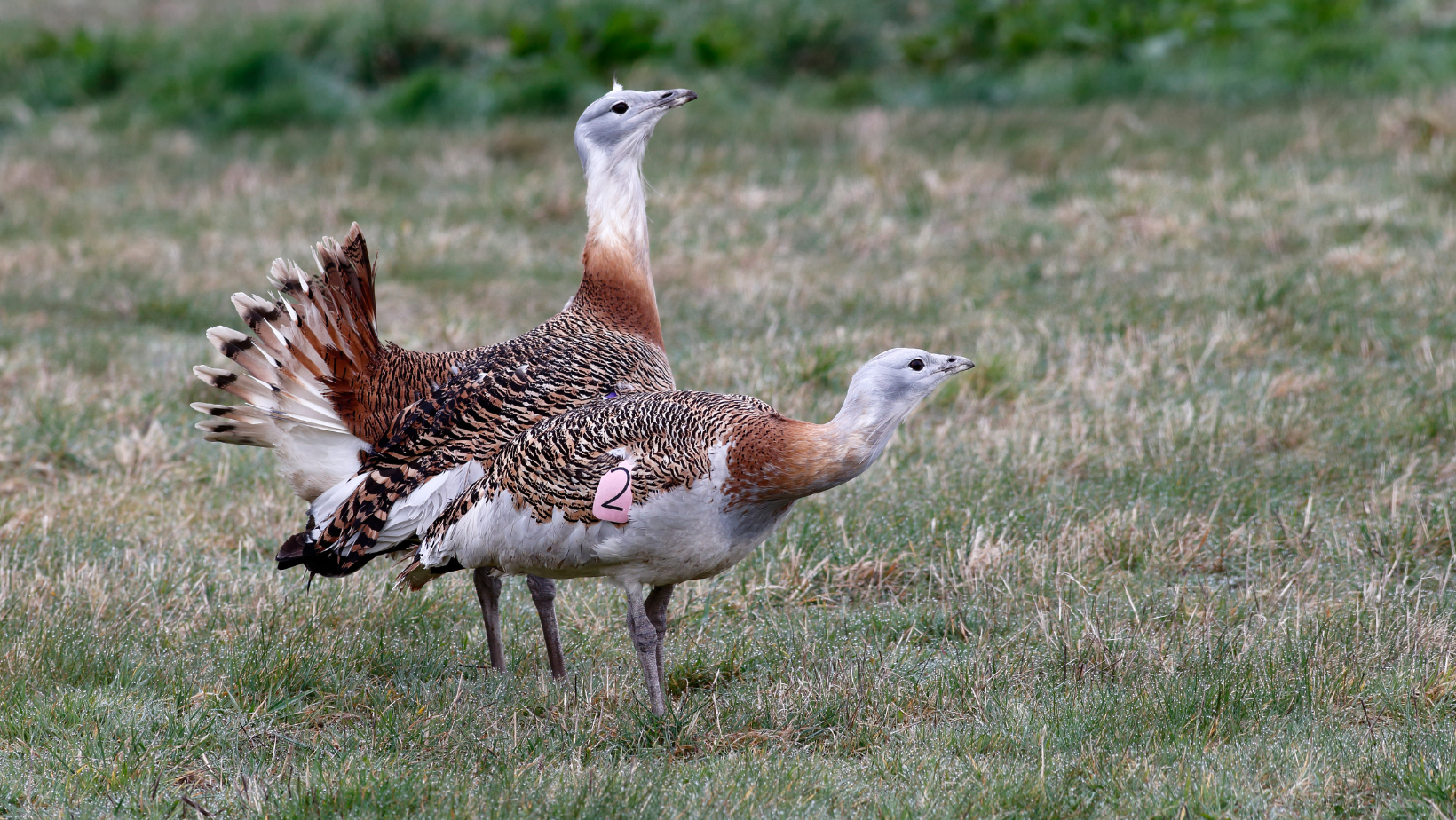 Голяма дропла <em>(Otis tarda)</em>
