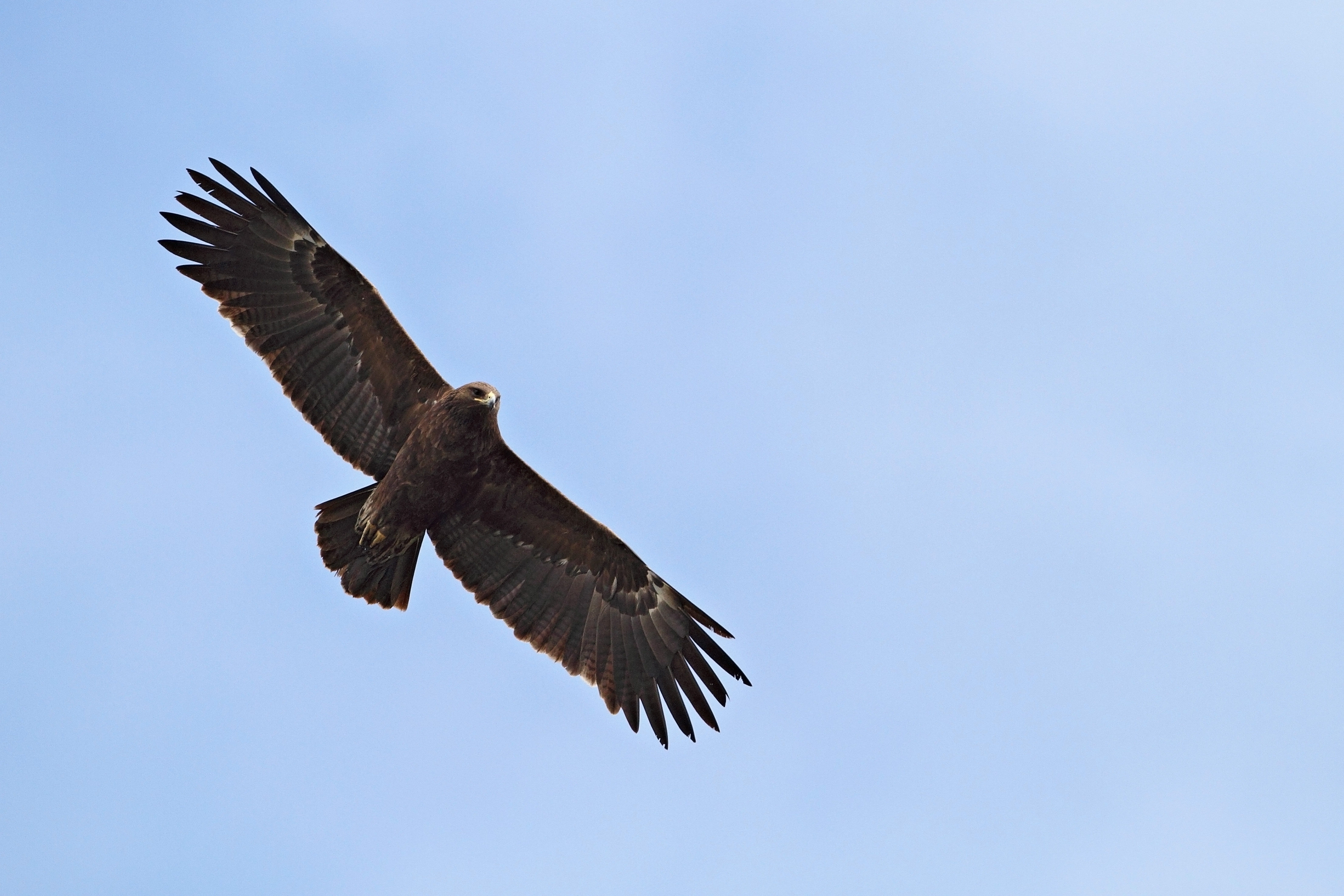 Голям креслив орел <em>(Clanga clanga)</em>