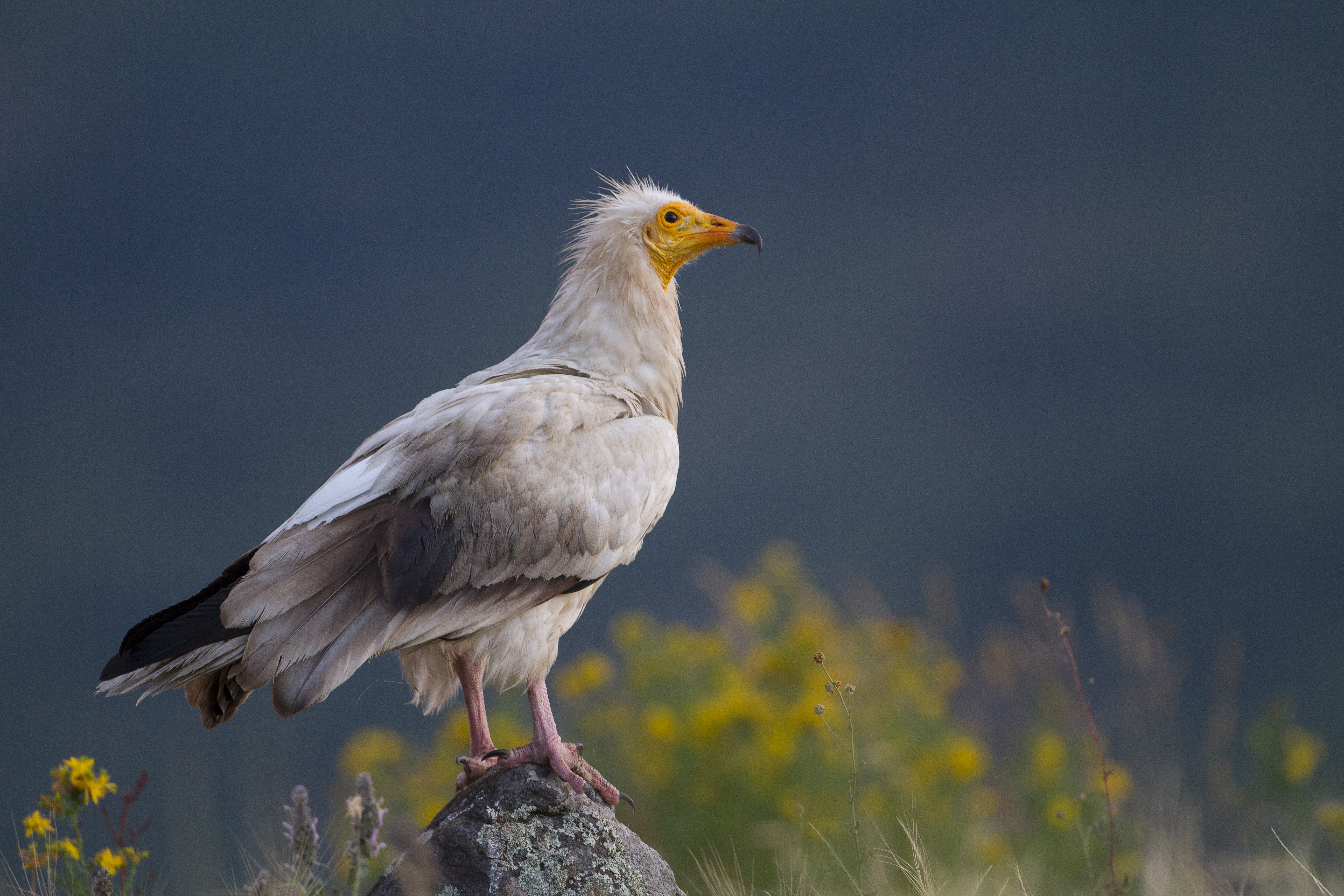 Египетски лешояд <em>(Neophron percnopterus)</em>