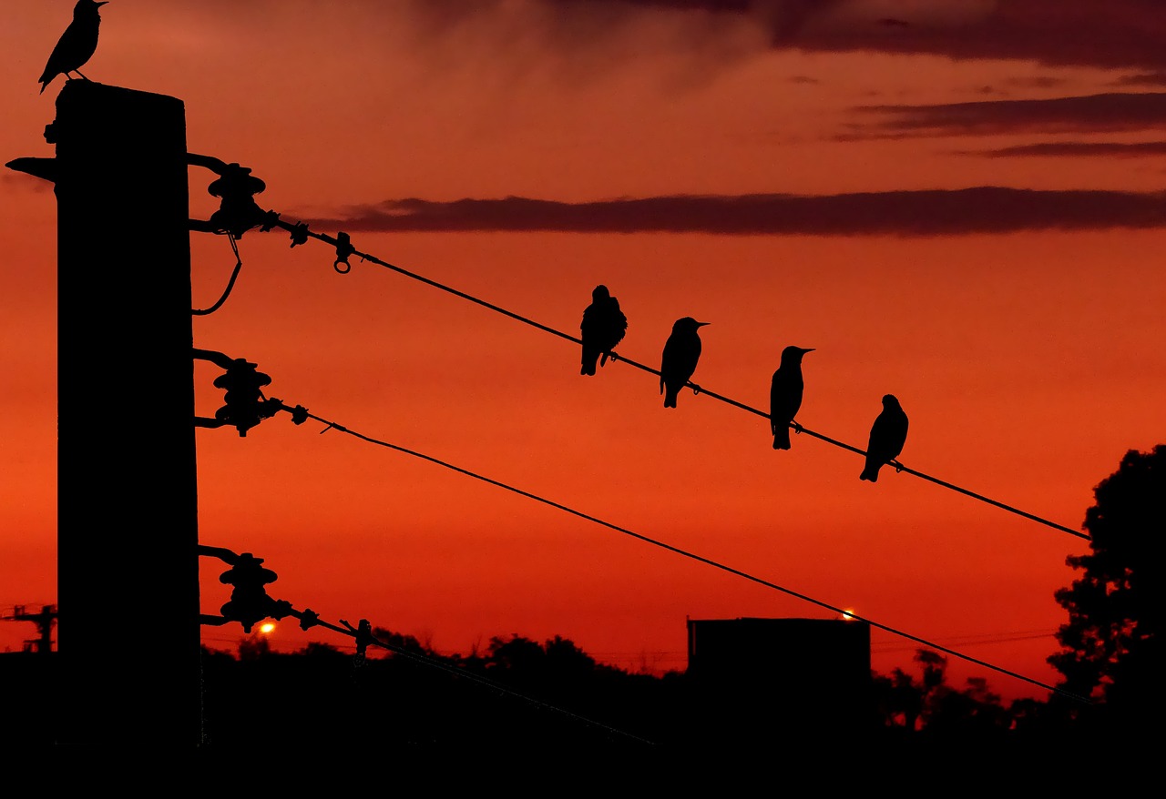 Преоборудване на електропроводи и защита за птици