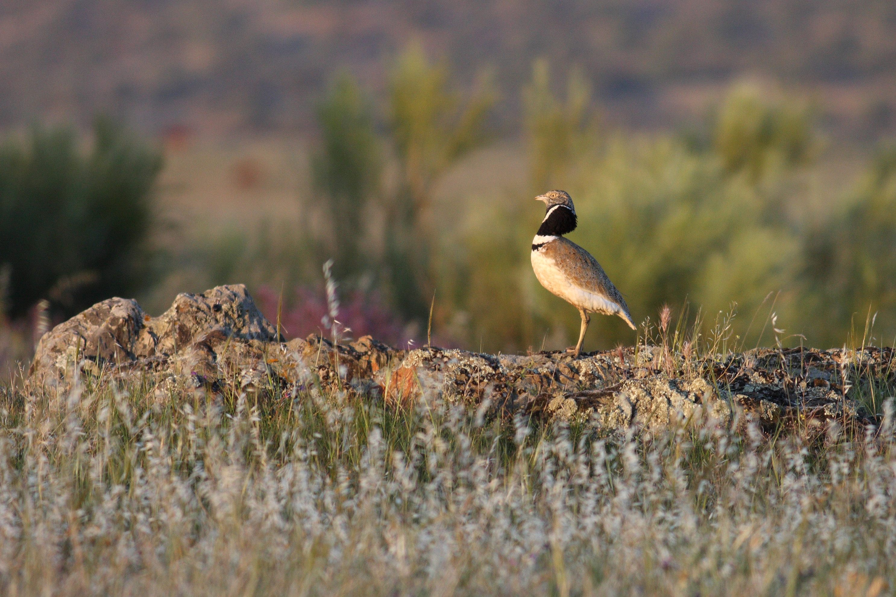 Стрепет <em>(Tetrax tetrax)</em>