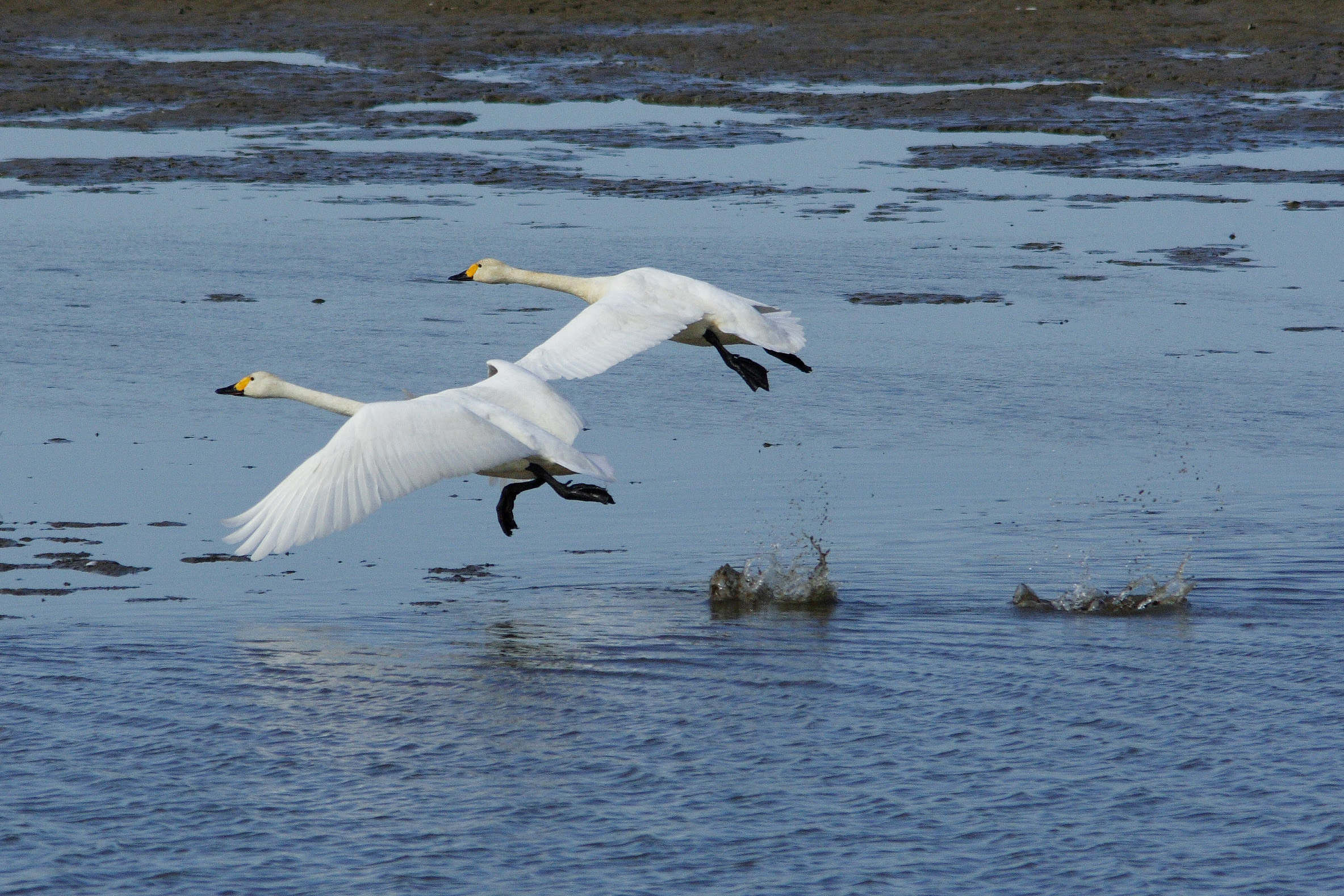 Малък (тундров) лебед <em>(Cygnus columbianus)</em>