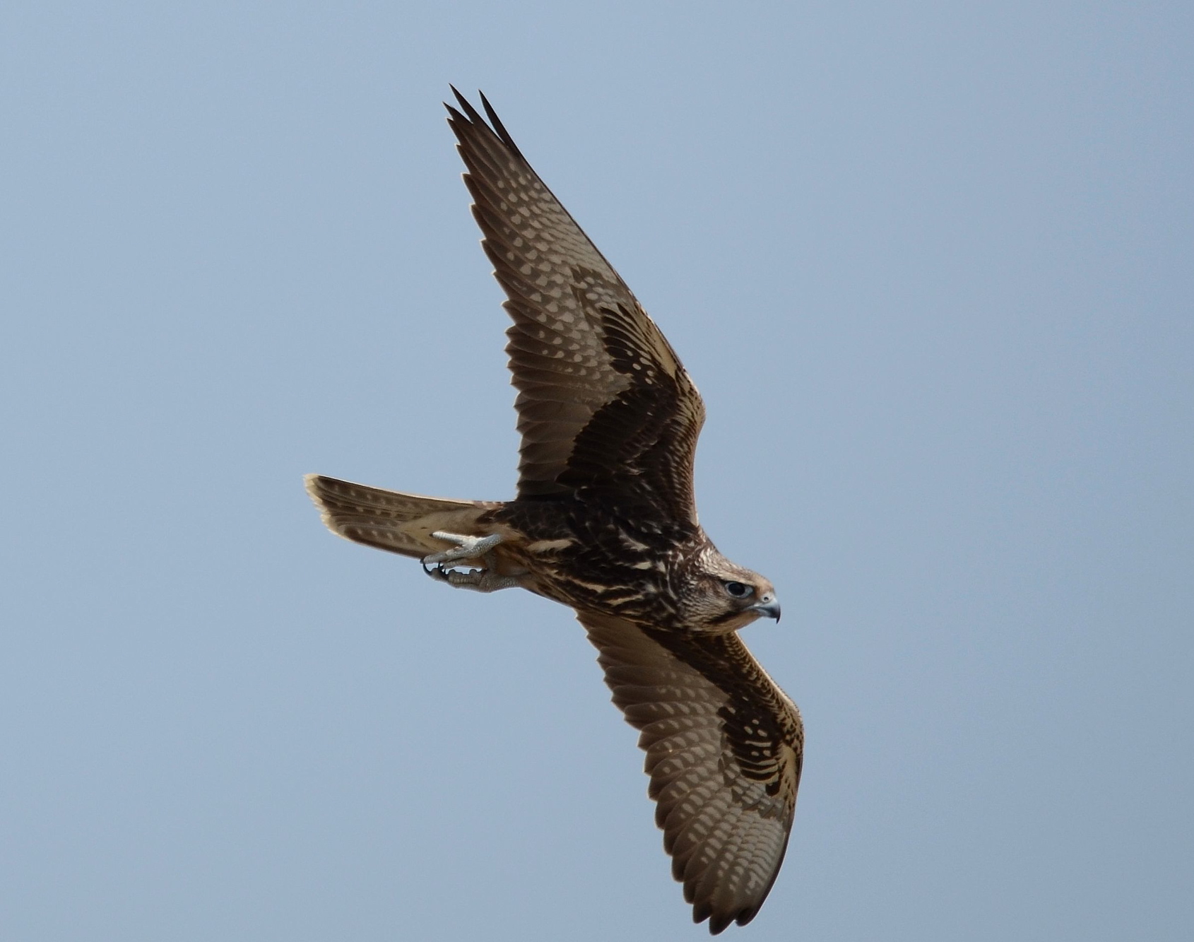 Ловен сокол <em>(Falco cherrug)</em>