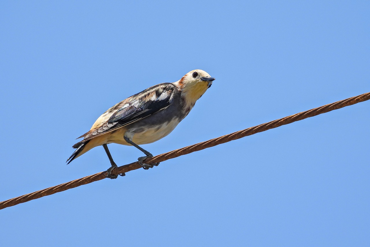 Мониторинг и оценка на въздействието