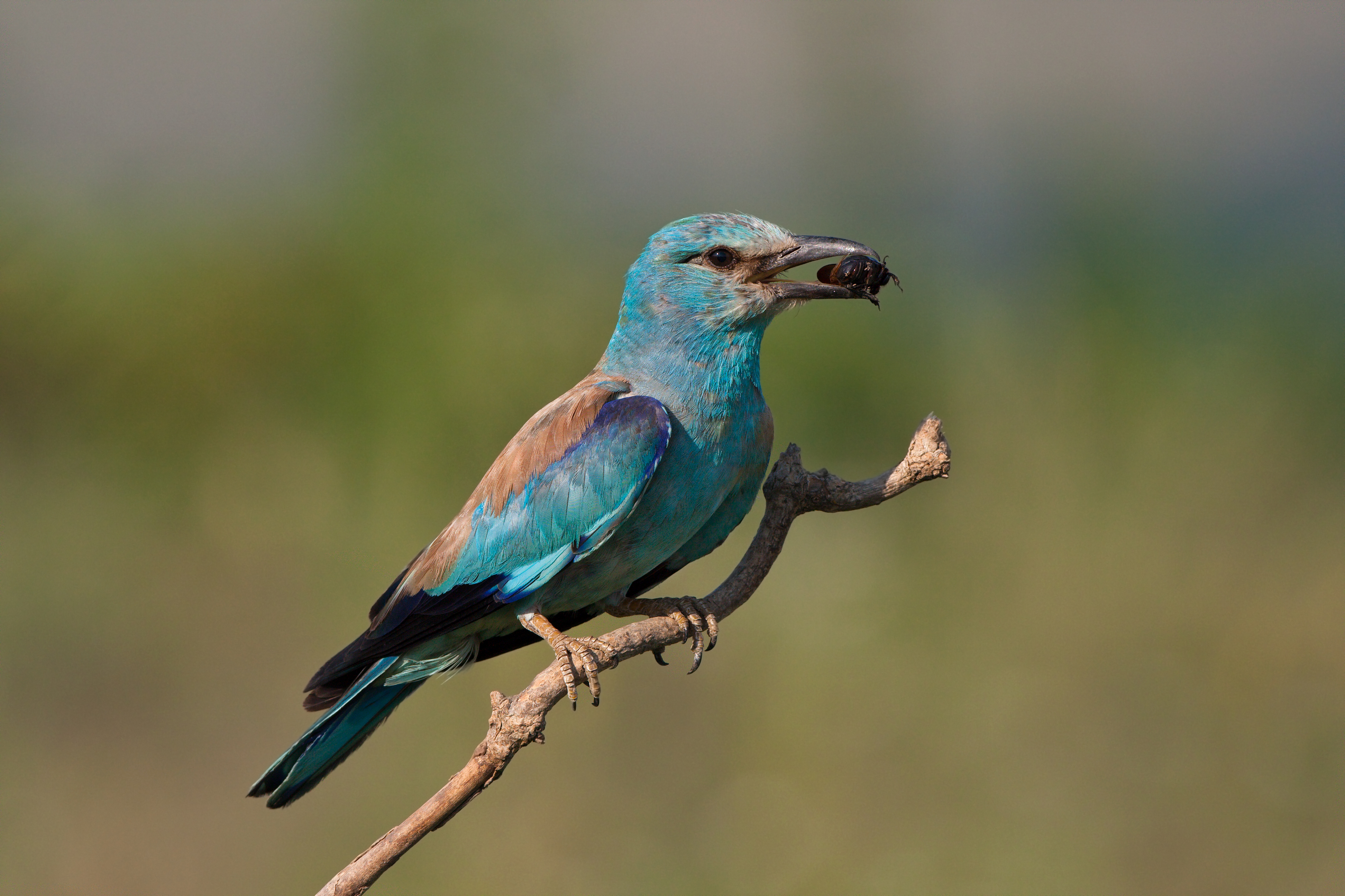 Синявица <em>(Coracias garrulus)</em>