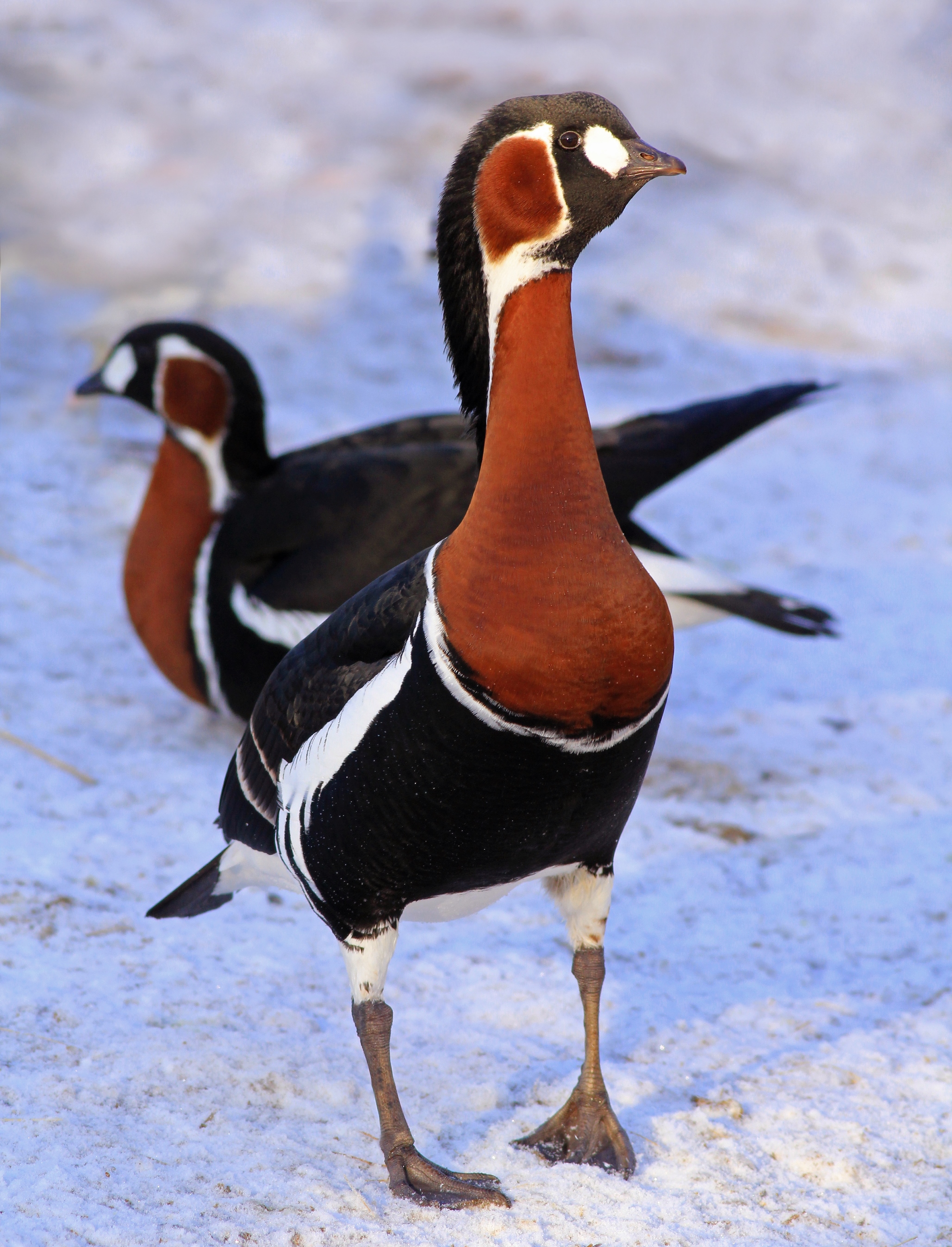 Червеногуша гъска <em>(Branta ruficollis)</em>