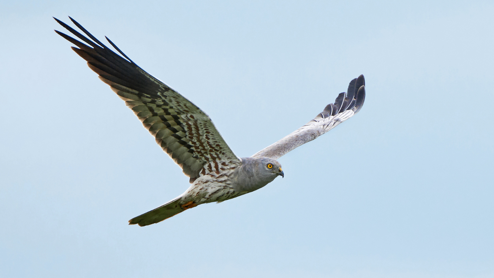 Ливаден блатар <em>(Circus pygargus)</em>