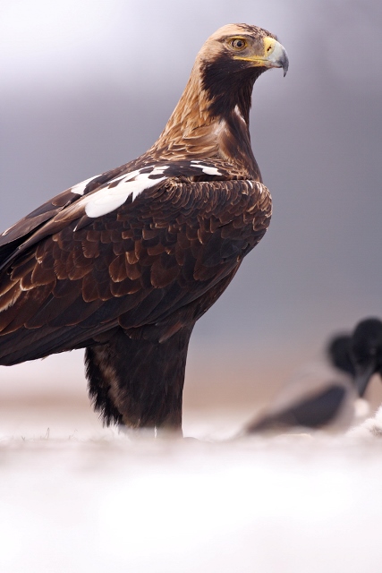 Царски орел <em>(Aquila heliaca)</em>